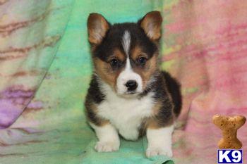 Puppies in PA